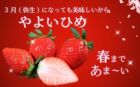 いちご やよいひめ 2パック 約600g 先行予約 【配送時期 1月下旬～4月下旬頃】 