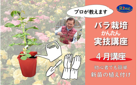 プロが教えるバラ栽培実技講座【4月：新苗の植え付け】