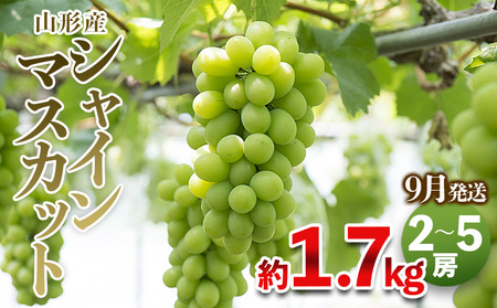 やまがたのぶどう シャインマスカット 秀品 約1.7kg(2～5房程度) [9月発送]　 【令和7年産先行予約】FS23-754 くだもの 果物 フルーツ 山形 山形県 山形市 2025年産
