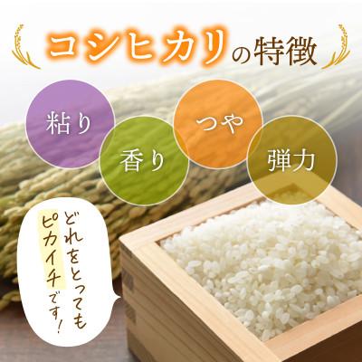ふるさと納税 越前町 令和7年産　コシヒカリ(精米)　3kg |  | 01
