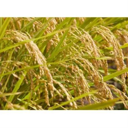 【発送月固定定期便】雪若丸　無洗米　5kg　全6回【4090390】