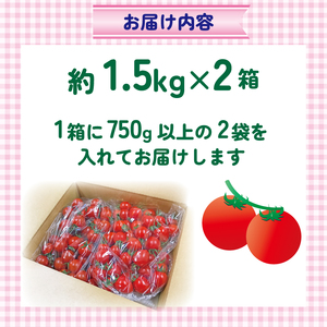 【訳あり】 ミニトマト 3kg ＼ 品種おまかせ ／ 2種以上