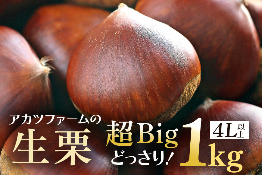 
            生栗 1kg 超特大 4Lサイズ以上 栗 くり 国産 国産栗 和栗 ギフト プレゼント 特大 大きい 大粒 メガマロン 秋 旬 おやつ スイーツ 果物 フルーツ 焼き栗 栗ご飯 栗きんとん 栗おこわ 栗生産量 日本一 いばらき
          
