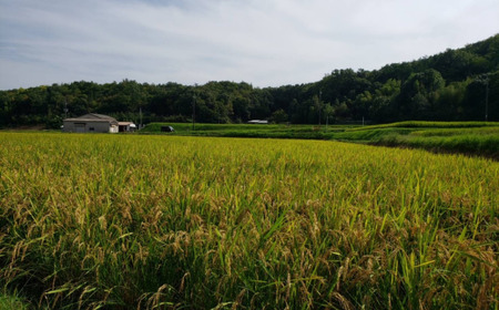 令和5年産おかやま有機無農薬米「つや姫」10kg【精白米】23-031-001