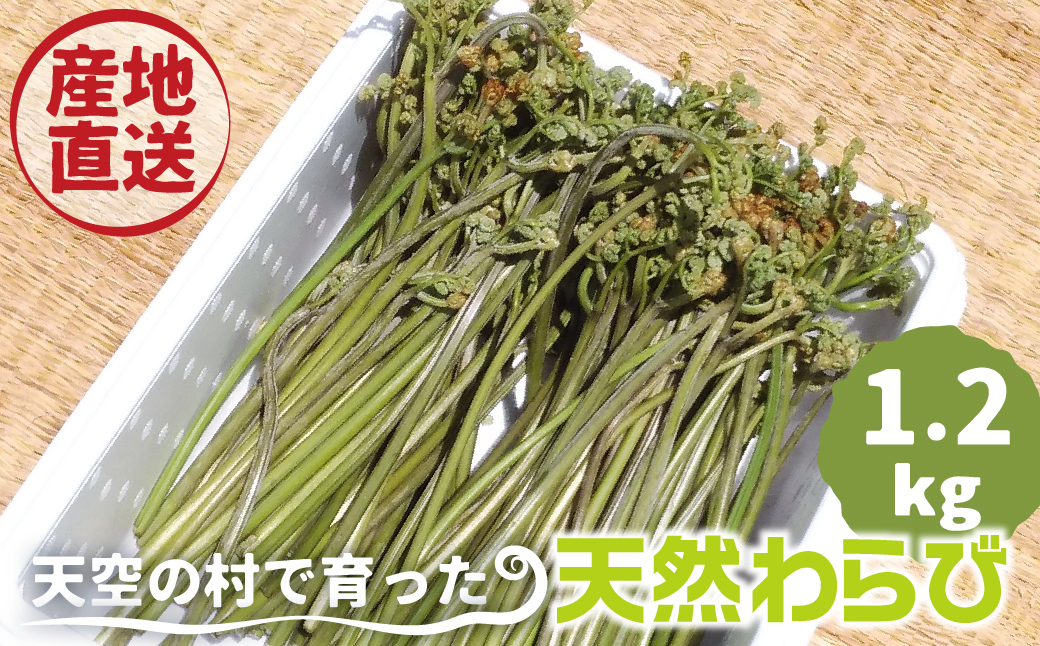 
《先行予約》【2024年5月下旬～6月下旬に発送】天然わらび 約1.2kg あく抜き用の木灰付き 蕨 ワラビ 山菜 天然山菜 春の味覚 　 syun34
