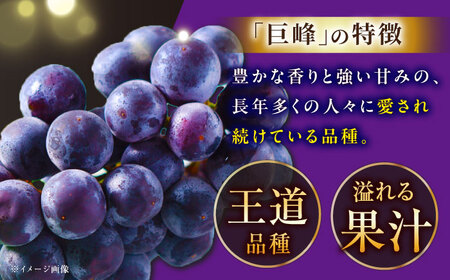 【2025年先行予約】【8月初旬頃から順次発送】溢れる果汁がたまらない！巨峰 2房 約700g 島根県雲南市/池田ぶどう農園　[AIAA003]