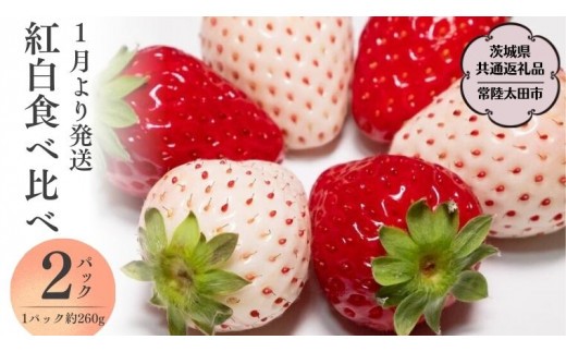 《 2027年 収穫分 》 朝摘み 紅白いちご 約260g×2パック (茨城県共通返礼品 常陸太田市) 先行予約 檜山いちご園 国産 朝採り 朝採れ 大粒 いちご イチゴ 苺 くだもの 果物 フルーツ 冬 春 旬 [DY019sa]