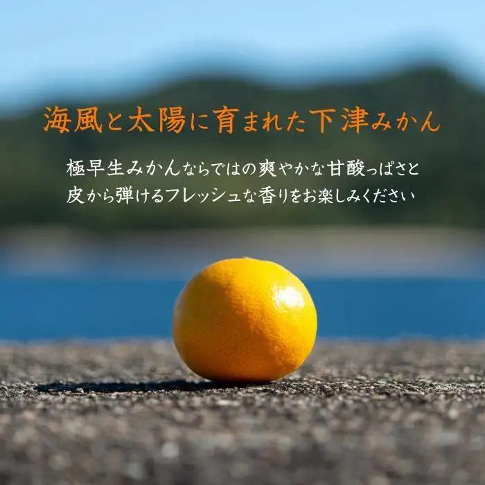 極早生みかん 約5kg 小粒SS・Sサイズおまかせ 《赤秀》 和歌山県産 農園直送 まごころ産直みかん 【10月中旬より発送開始】【北海道・沖縄県・一部離島 配送不可】小玉 贈答 ［Mg16］