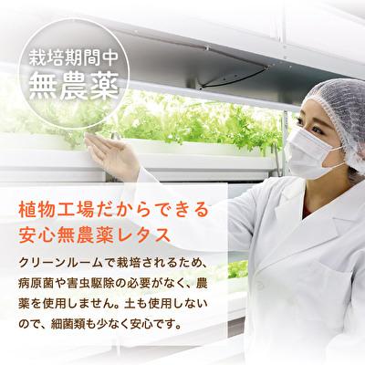 ふるさと納税 加西市 レタス ピュアリーフ 4個入り  リーフレタス 栽培期間中 無農薬 [No5698-1308] |  | 02