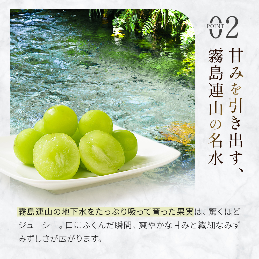 【先行受付・産直もぎたて】大玉 特選 シャインマスカット 800g（国産 フルーツ 果物 くだもの ブドウ ぶどう 旬 先行受付 2025 大玉 厳選 限定）