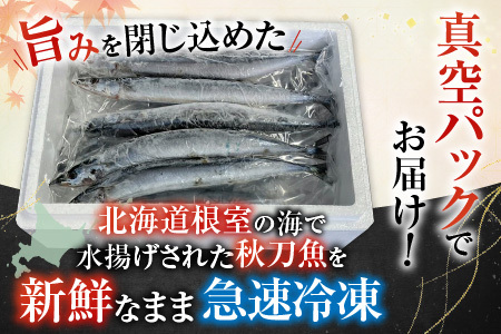 【北海道根室産】冷凍さんま40尾 C-30002