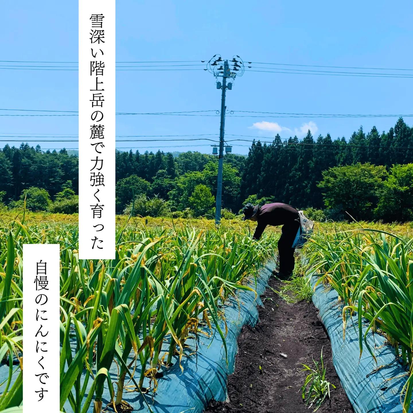 「青森県階上町産」乾燥にんにく　Lサイズ　500g