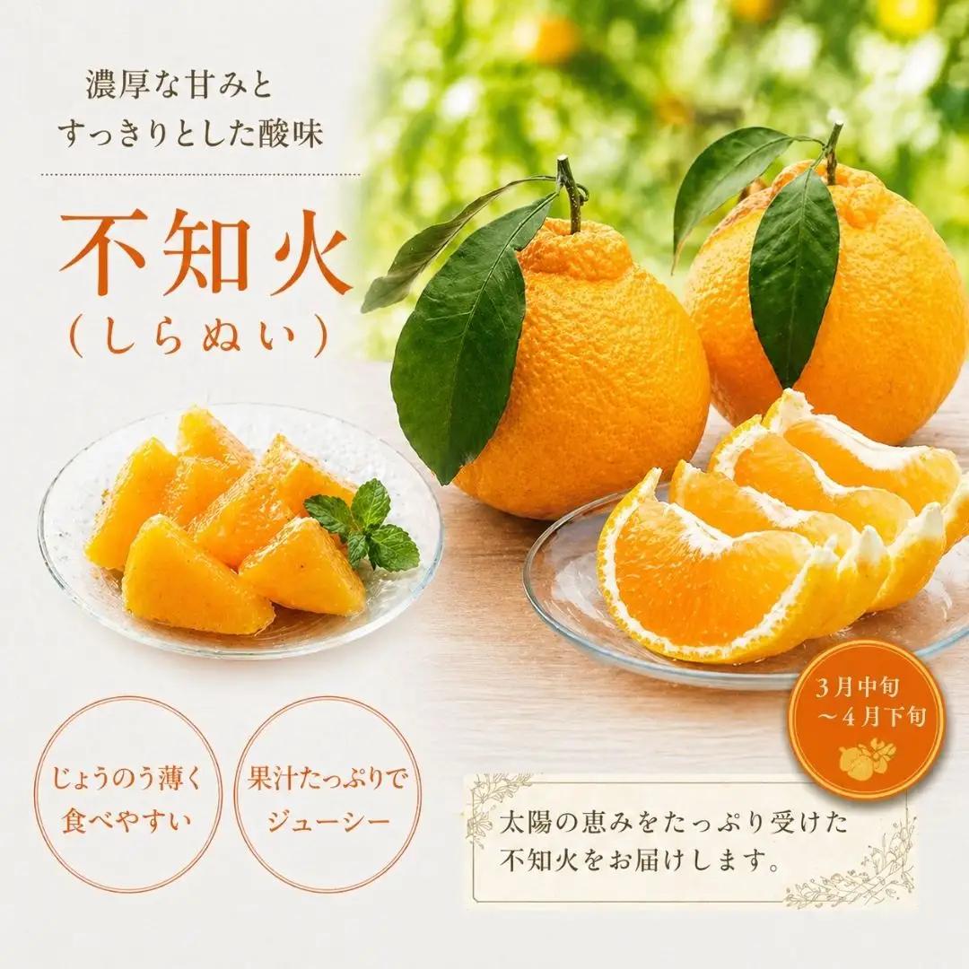 フルーツ食べ比べ 旬のフルーツ定期便 3回