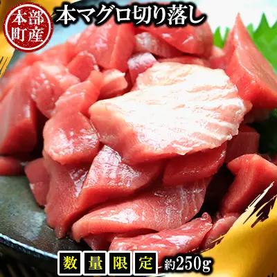 【数量限定】本マグロ切り落し 本部町産 約250g マグロ