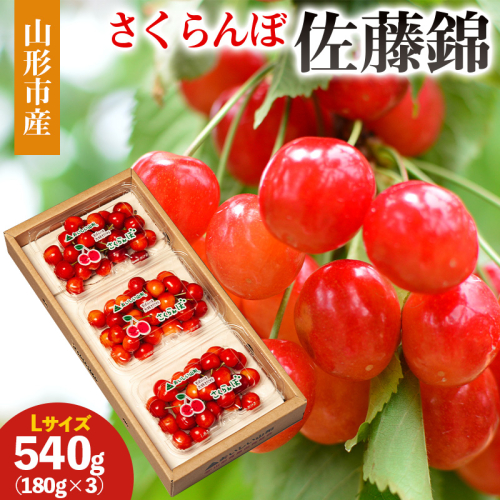 山形市産 さくらんぼ(佐藤錦)Ｌ 540g(180ｇ×3) 【令和8年産先行予約】FS25-030