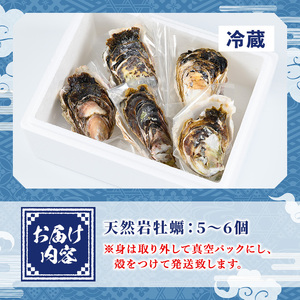 ＜土日祝着＞＜先行予約受付中！6月中旬～7月上旬頃順次配送＞今が旬！天然岩牡蠣(5～6個)国産 地魚 魚介 海鮮 かき 牡蠣 水 ミネラル 海の幸 冷蔵【sm-AA012-B】【いたくら】
