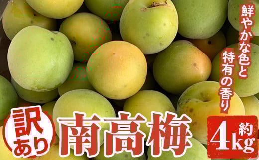 訳あり！鹿児島県産 南高梅(約4kg) 国産 果物 梅 うめ ウメ ナンコウウメ 和食 梅干し 梅酒 梅シロップ 訳アリ サイズ混合 期間限定【松永青果】akn053-09