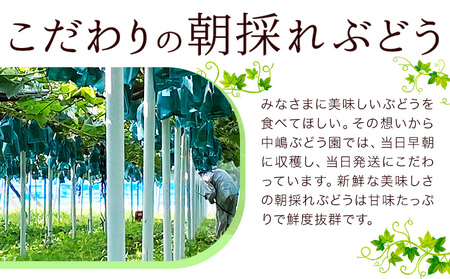 シャインマスカット 箱入り 2房 1房500g～600g 中嶋ぶどう園《9月上旬-10月下旬頃出荷》
