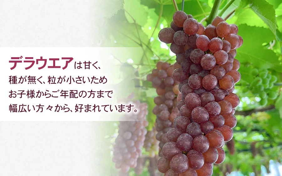 【令和8年産先行予約】 デラウェア 1kg箱入 (5～7房) 山形県鶴岡産　伊藤農園