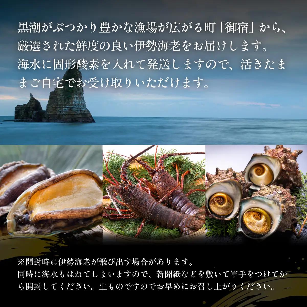 活伊勢海老700ｇ（300～400ｇ×2匹）  ONJB044