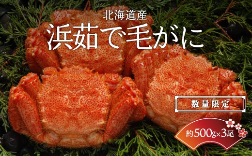 
                  【数量限定】＜北海道産＞浜茹で毛がに【約500g×3尾】（網走加工） 【 ふるさと納税 人気 おすすめ ランキング 毛蟹 毛ガニ 毛がに かに味噌 カニみそ 浜茹で 北海道 網走市 送料無料 】 ABC017
                