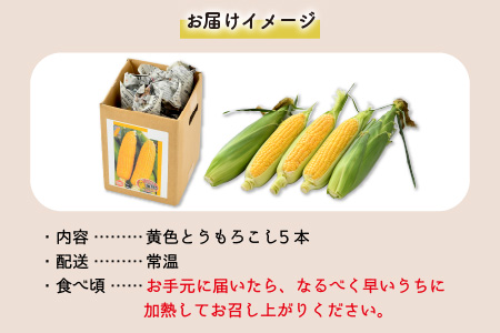 【先行予約】秋とうもろこし 5本 おおもの 黄色 朝採り ／ 期間限定 数量限定 ハウス栽培 産地直送 甘い スイートコーン とうもろこし 野菜 あわら ※2024年10月10日より順次発送