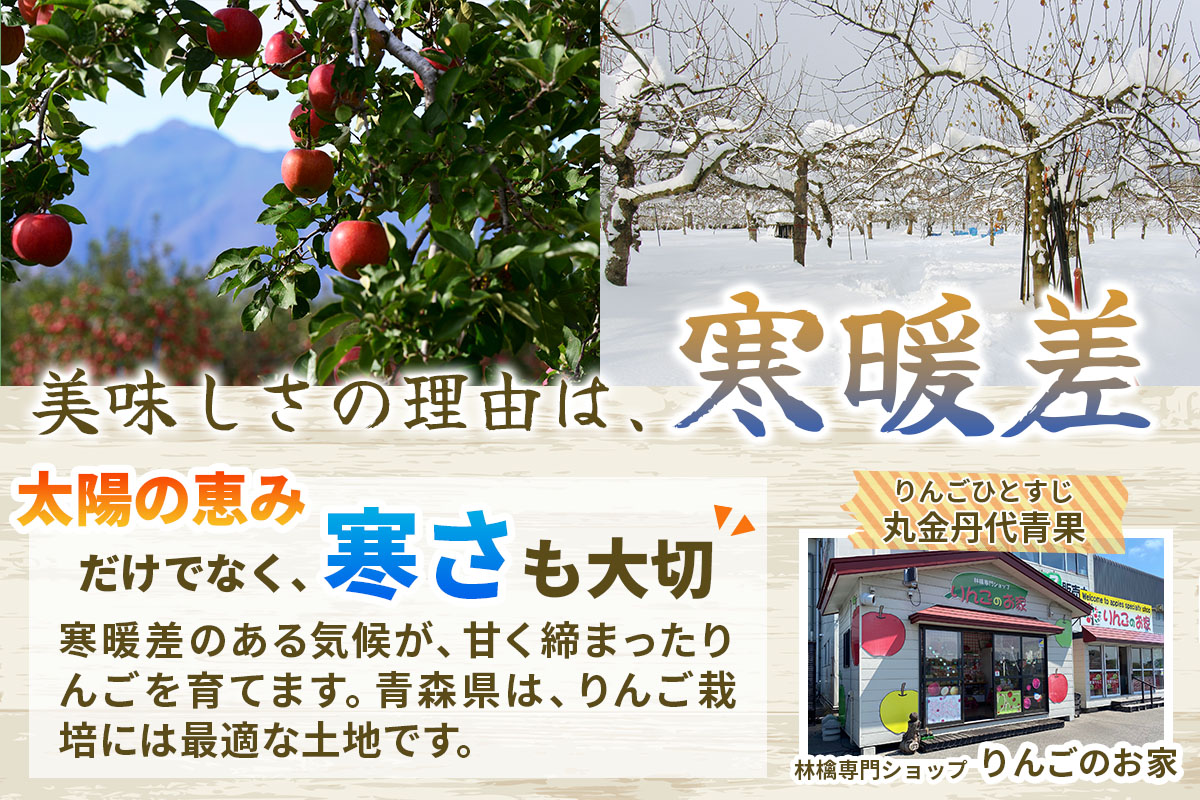 家庭用りんご サンふじ 3kg (9玉から12玉入り 3kg 1箱)  見た目にわけあり 味はそのまま｜令和7年産 2025年産 青森 津軽 つがる りんご リンゴ サンフジ 訳あり 訳アリ 果物 旬