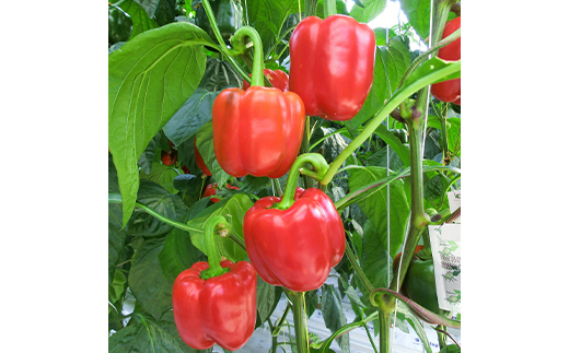 【5月より順次発送】 パプリカ 3Lサイズ×6個 野菜 サラダ 北海道野菜 生野菜 旬 冷蔵 北海道 ピーマン 甘い 送料無料 贈答 ギフト F4F-2276