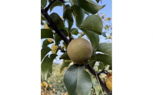 
            【先行予約】訳あり 数量限定 鳥取県産”新興梨（しんこうなし）” 約5kg （8～15玉）≪2025年10月中旬頃出荷≫
          