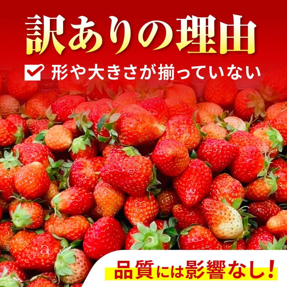 【2回定期便】※【2027年3月上旬頃より順次発送／先行予約】訳あり いちご「ゆめのか」 S-Lサイズ 1.8kg / 訳あり 訳あり商品 訳あり果物 果物訳あり いちご イチゴ 苺 イチゴジャム /