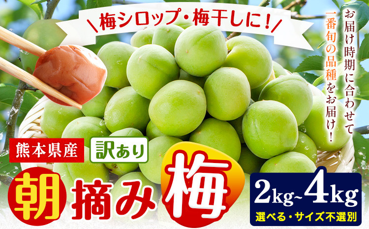 
            熊本県産 訳あり 朝摘み 梅 選べる 2kg または 4kg 大・中・小サイズ不選別《5月中旬‐6月中旬頃出荷》 熊本県 球磨郡 山江村 つけもの 漬物 梅 梅干し うめぼし 朝採り 南高梅 白加賀 露茜 st-p
          