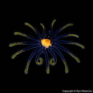 清水町ふるさと大使　海洋生物写真家　峯水亮氏による　作品パネル　Veliger larva（1Q5A2282_420）