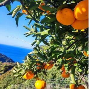 みかんの爽やかさとクリーミーなバターが絶妙にマッチ『ゆらみかんバター』 6個セット【1528193】