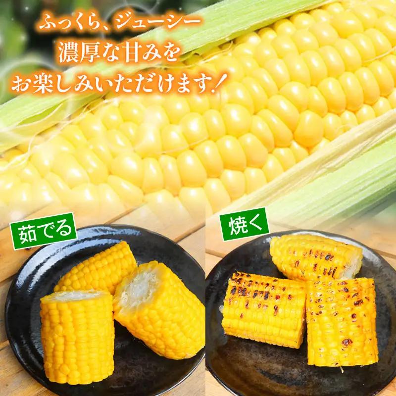 【先行予約】訳あり スイートコーン ゴールドラッシュ 10本 朝採れ コーン HY023