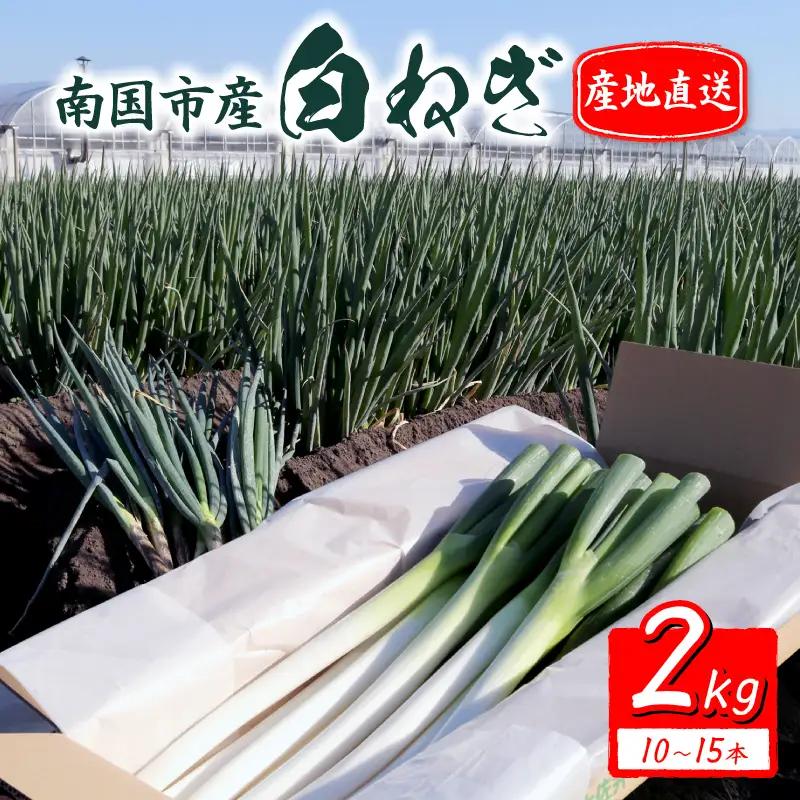 【先行予約 2026年12月～発送】白ねぎ 2kg(10～15本)  長ねぎ