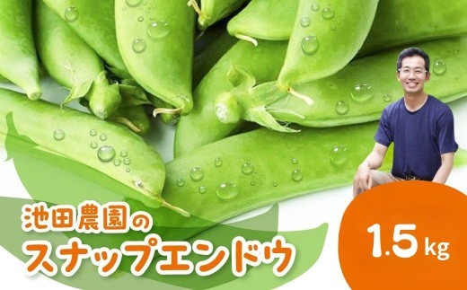 先行予約＼シャキシャキ プリプリ／ 採れたて スナップエンドウ 1.5kg 令和8年産 飛騨産 国産 スナップえんどう 旬 旬もの 産地直送 野菜【2026年6月上旬～6月下旬発送】飛騨市 池田農園 15000円  [Q2944.Q2945]
