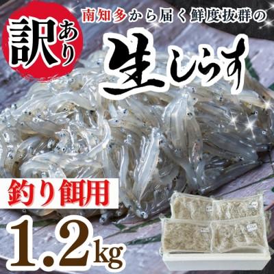 ふるさと納税 南知多町 【知多半島産】 生しらす 釣り餌用 200g×6袋 岬だより
