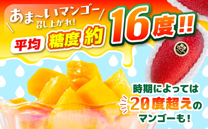 秀品 菊池マンゴー2玉 各625g以上 4Lサイズ