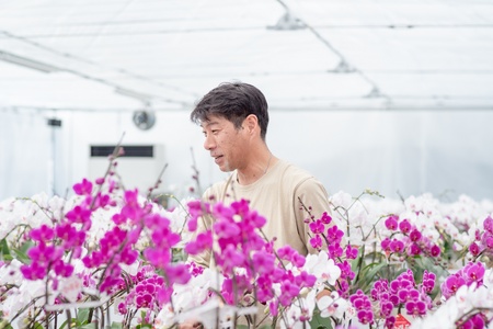 定期便 胡蝶蘭 熊本県産 ミディ 3本立ち×4回  【定期便4回】ミディ胡蝶蘭 3本立ち 洋蘭