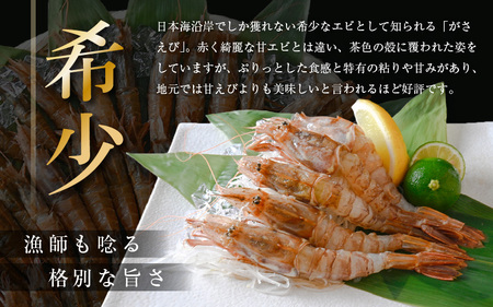 がさえび 約1kg × 1箱 漁師も唸る格別の味！ 越前三国港産【 ガサエビ ガラエビ ザコエビ がらえび がまえび 有頭 殻付き 希少 海鮮 冷凍 三国】 [B-1603]