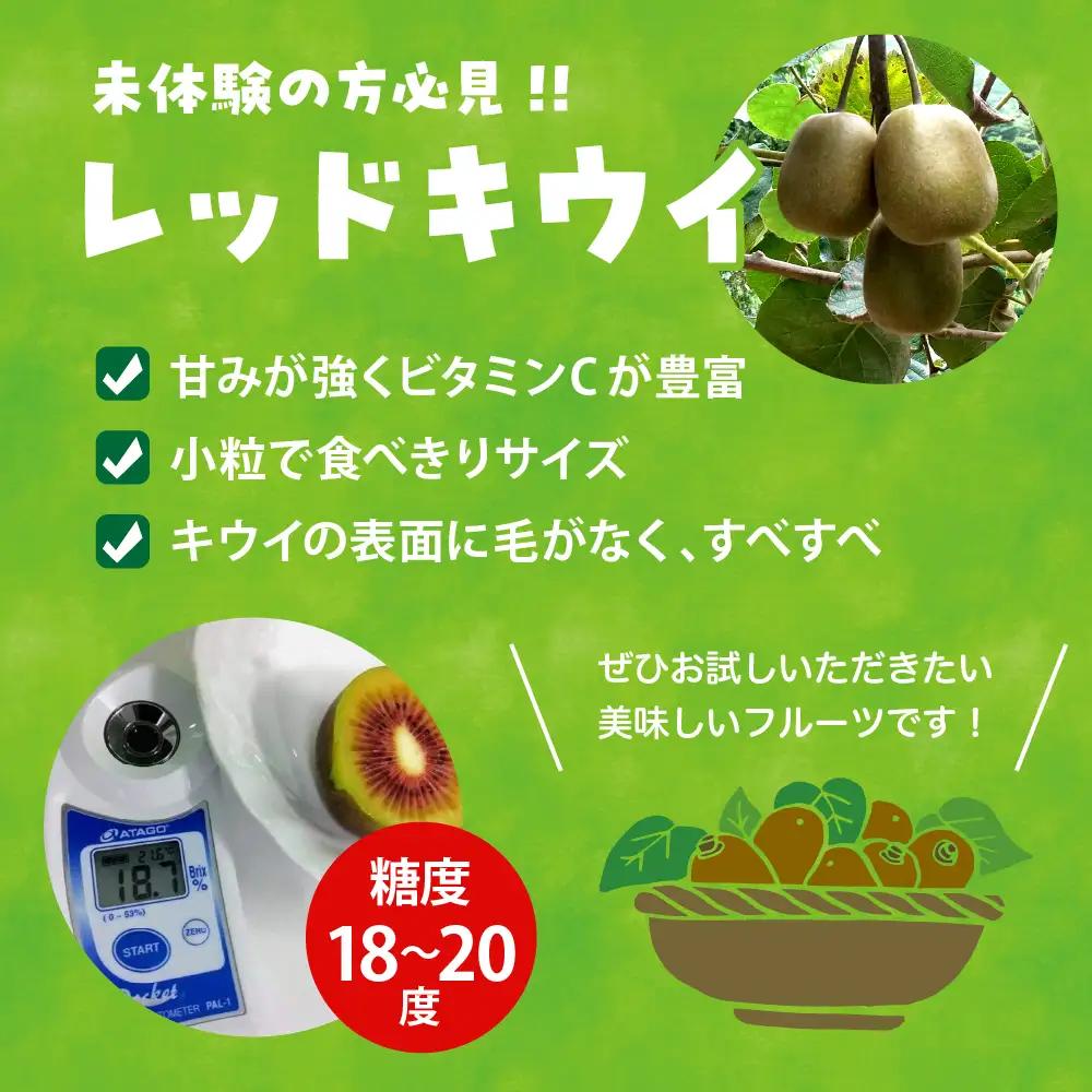 【先行受付】【2026年9月下旬～発送】【小玉】希少品種「 レッドキウイ 」国産 約1kg ku033-006-26