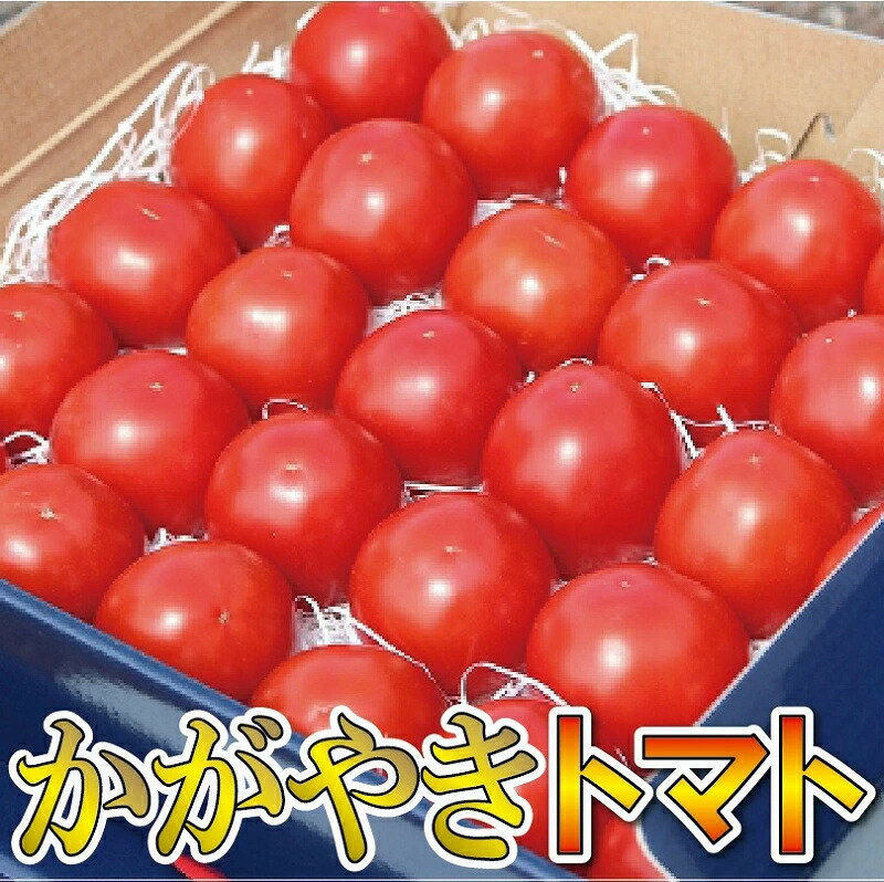 【ふるさと納税】【2026年 先行予約】 本田農園のかがやきトマト 1箱 ( 約30個～36個 ) トマト とまと 完熟トマト 完熟 トマト箱 トマトBOX トマトジュース 本田農園 お中元 お歳暮 ギフト 小松市 石川県 008083【本田農園】