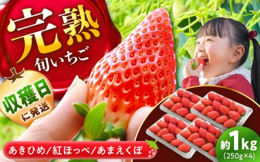 【先行予約】【2027年1月上旬より順次発送】 いちご 250g×4パック 計1kg / いちご 1kg イチゴ 苺 完熟 完熟苺 完熟いちご 完熟イチゴ ストロベリー 紅ほっぺ あまえくぼ あきひめ ichigo strawberry 国産 13000円 新鮮 甘い 果物 フルーツ 冬限定 季節限定 旬 ギフト 贈答 産地直送 / 恵那市 / 阿部農園[AUGA003]