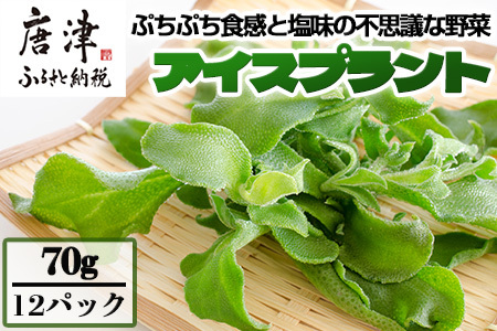 アイスプラント(70g×12パック)ぷちぷち食感 塩味 野菜 天ぷら 生春巻き サラダ スープ しゃぶしゃぶ 炒め物 おひたし