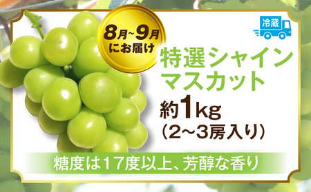 ぶどう満足 3回定期便 | フルーツ定期便 ぶどう 定期便 果物 フルーツ デザート ピオーネ シャインマスカット マスカット 果肉 スイーツ 甘い 国産 贈り物 贈答 プレゼント 期便 フルーツ定期