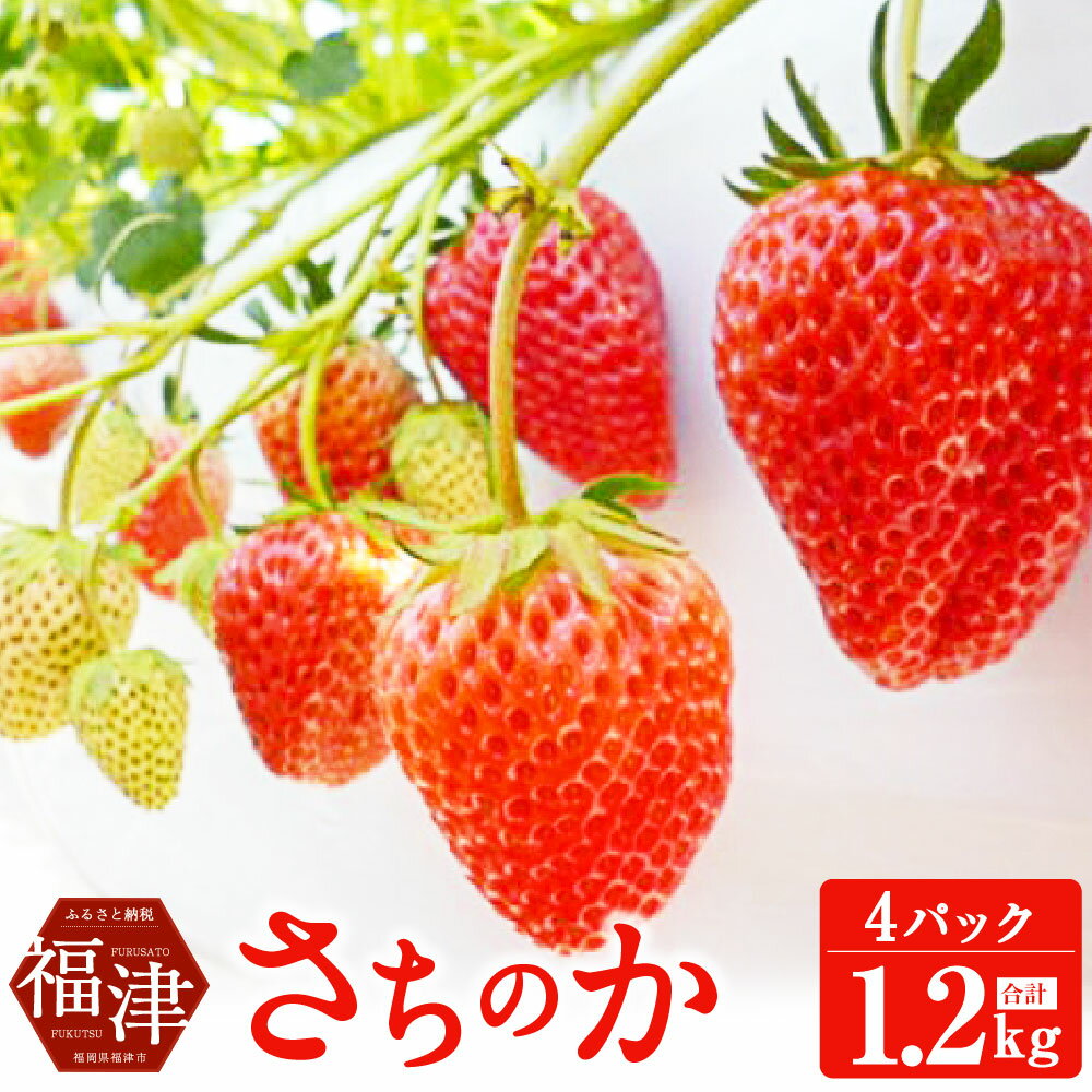 【ふるさと納税】さちのか いちご 300g×4パック 計1.2kg あんずの里 果物 フルーツ イチゴ 苺 九州産 国産 福岡県産 送料無料 【2026年1月より順次発送】[G4127]