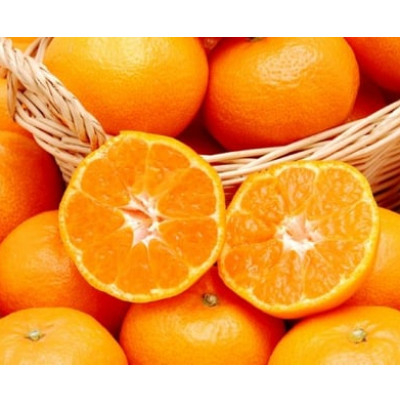 
            愛媛県八幡浜産 愛媛みかん10kg(早生)＜F35-9＞【1492245】
          