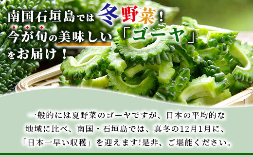 南国石垣島では冬が旬！朝採れ「ゴーヤ」大5本セット！減農薬！最優秀賞受賞の農家から！2026年1月上旬～2026年2月中旬頃まで順次発送【 沖縄 石垣 石垣島 石垣島産 フレッシュ ゴーヤ 減農薬 特