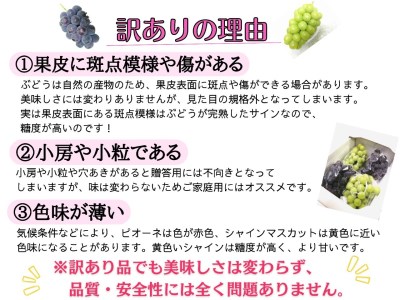 【2616-0298】[お試し] フルーツ王国岡山シャインマスカット 500g以上！朝採れぶどう1房
