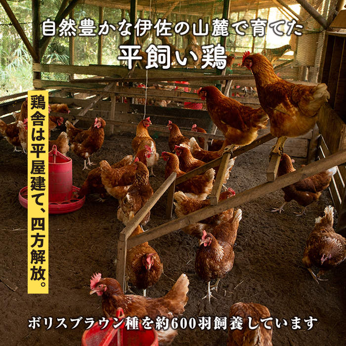 isa542 【定期便】いちき農園のこだわり卵(計240個・40個×6カ月) 【いちき農園】
